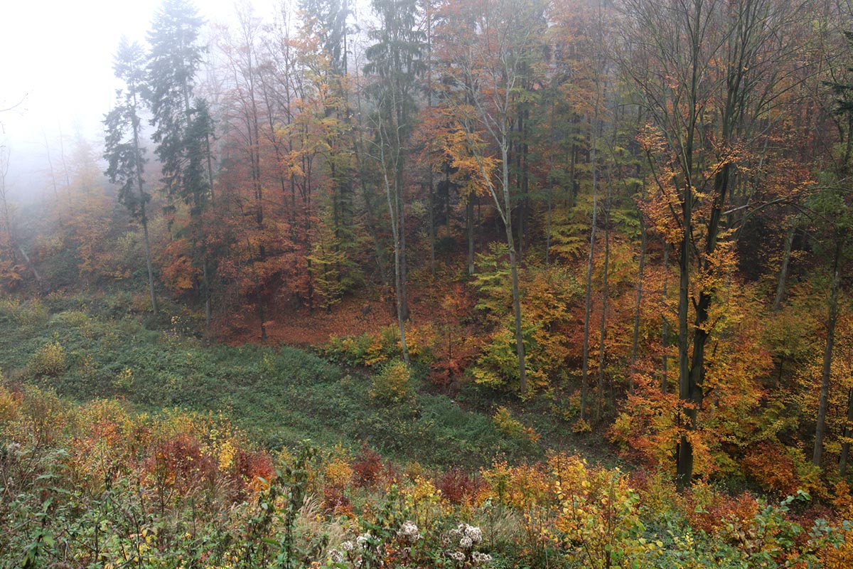 img00026.jpg